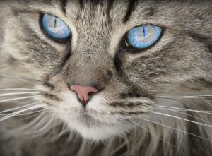 cat, tabby, face, whiskers, pet, animal, domestic cat, feline, mammal, cat's eyes, nature, cute, fur, closeup, portrait, cat portrait, animal world, cat, cat, cat, cat, cat-1508613.jpg